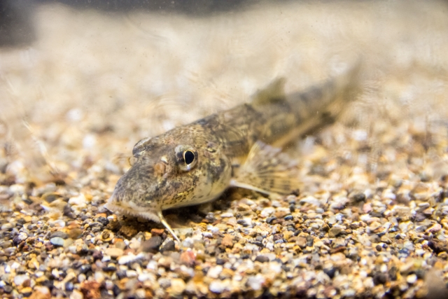 Photograph of a fish called 'kamatsuka'.