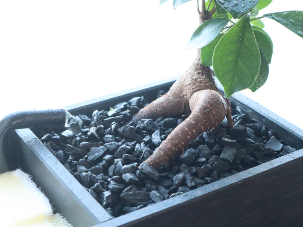 Photograph of the ornamental plant section of the aquarium called 'Seseragi Biotope'.