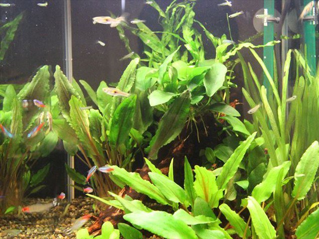 Photograph of a water plant called 'Amazon Sword'.