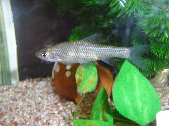 Photograph of a fish called 'motsugo'.