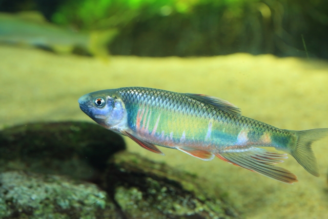 Picture of a fish called 'Oikawa'.