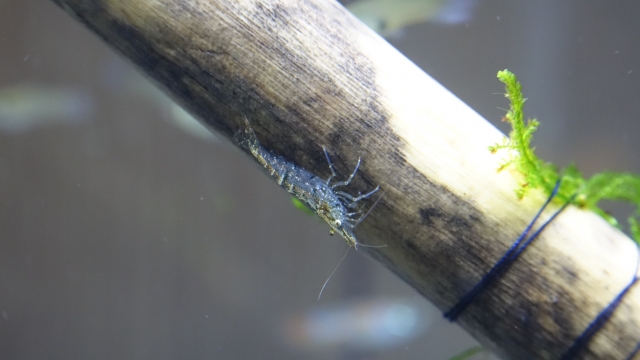 Picture of a shrimp called 'Yamato numaebi'.