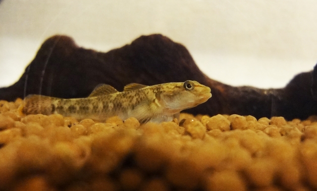 Picture of a fish called 'reed warbler'.