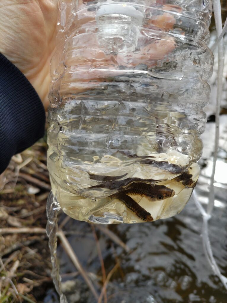 Photographs of plastic bottles that actually contain fish from successful plastic bottle fisheries.