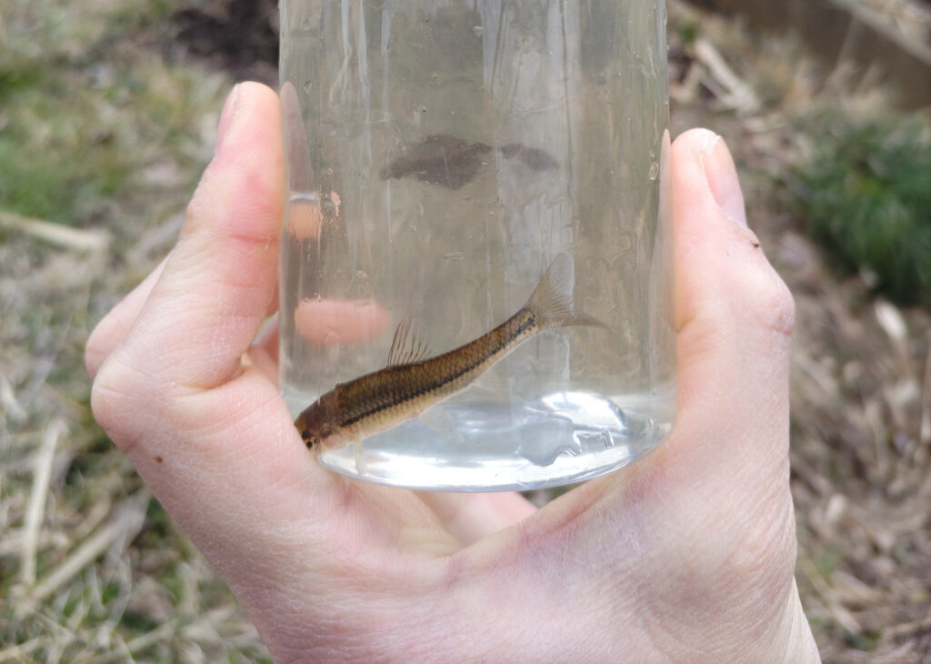 Photograph of fish taken from a plastic bottle fishery and transferred to a container to be taken home.